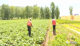 臨夏州和政縣積極開展農作物病蟲害統防統治，保障農業豐收