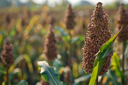 秋收時節的高粱 金黃如火，豐收的希望