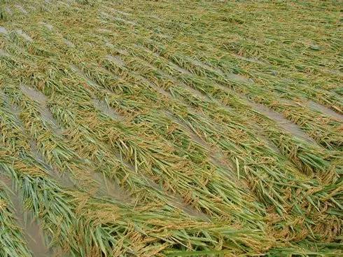 天鴿臺風后農作物災后應對措施 柑橘、玉米、水稻、火龍果及蔬菜應急指南