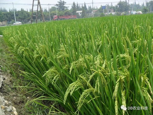 國家農作物品種審定委員會主要農作物品種審定標準修改解讀及其對水果種植的影響