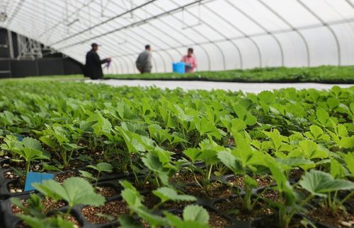 太空出差半年的農作物種子回家了，航天育種有何不同？