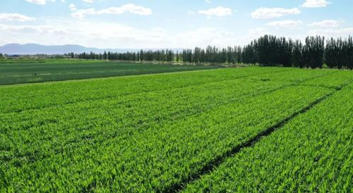 執生態之筆 繪青綠畫卷——甘肅金昌農業的可持續發展之路