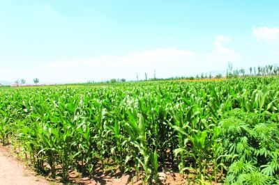 景泰縣國(guó)土資源工作紀(jì)實(shí) 沃土育佳果，科技興農(nóng)譜新篇